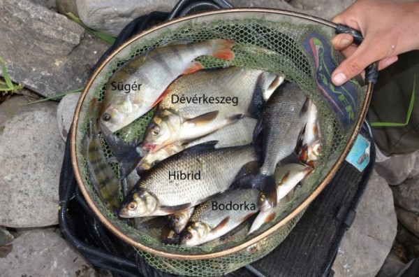 les-poissons-du-lac-de-inniscarra-640x423